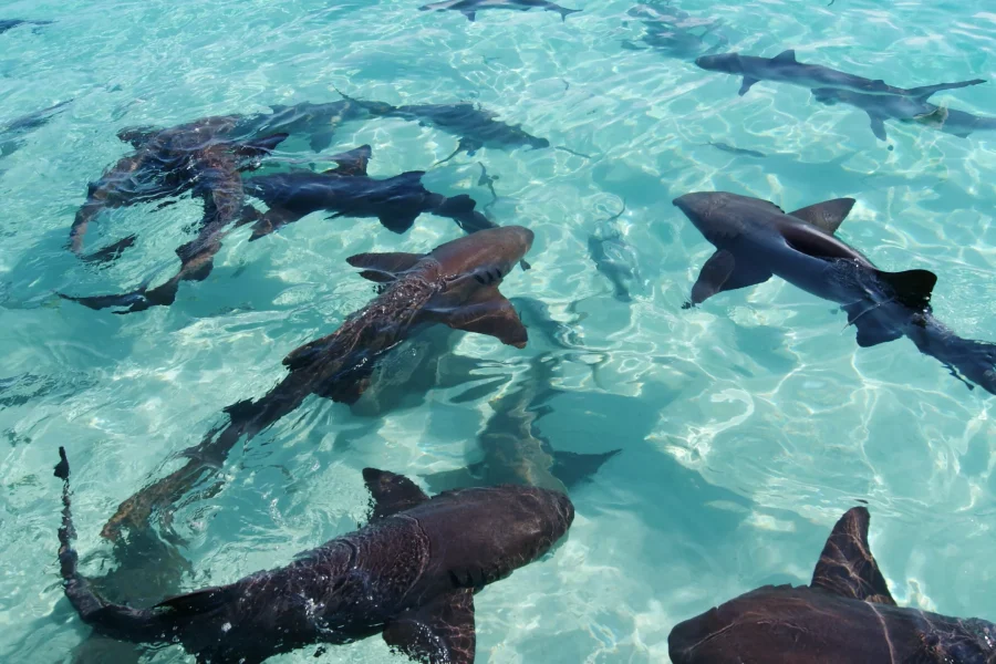 Nurse,And,Reef,Sharks,In,The,Turquoise,Crystal,Clear,Waters
